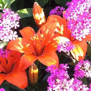 Meet your Posher, Gina